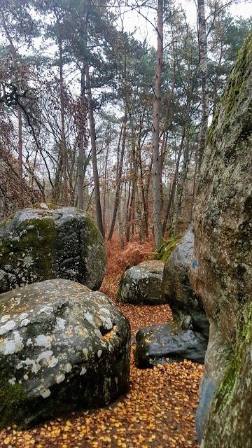 Forêt de Fontainebleau